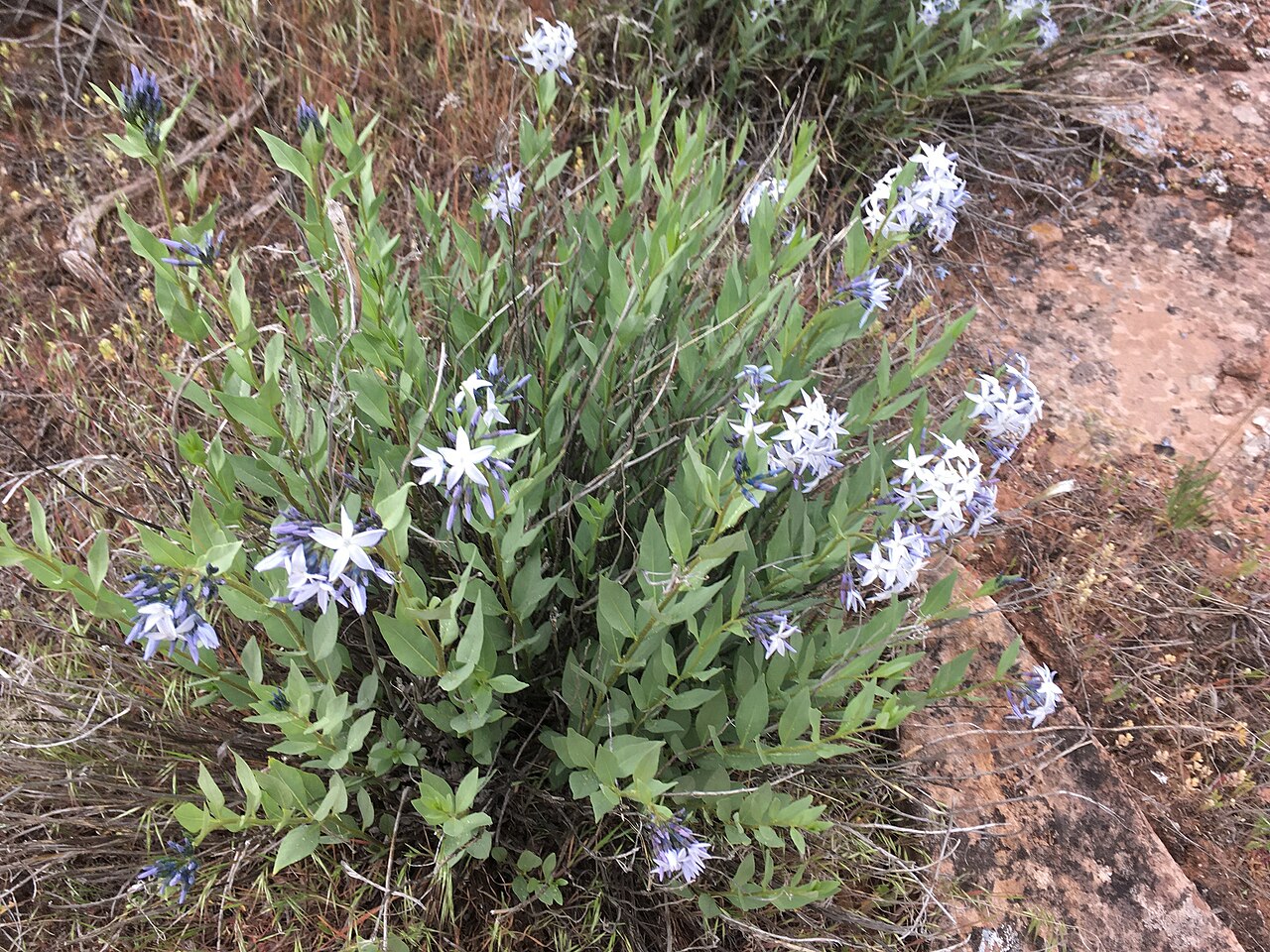 Jones' bluestar: Amsonia jonesii flower Black Ridge Canyons Wilderness, Mesa County, Colorado, US