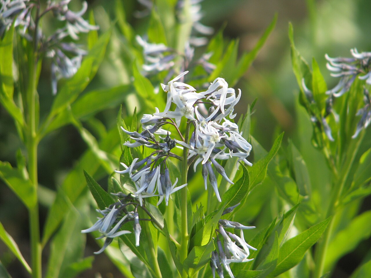 Jones' bluestar: A relatively small species from the western states of the USA, preferring drier conditions than the better known eastern species.