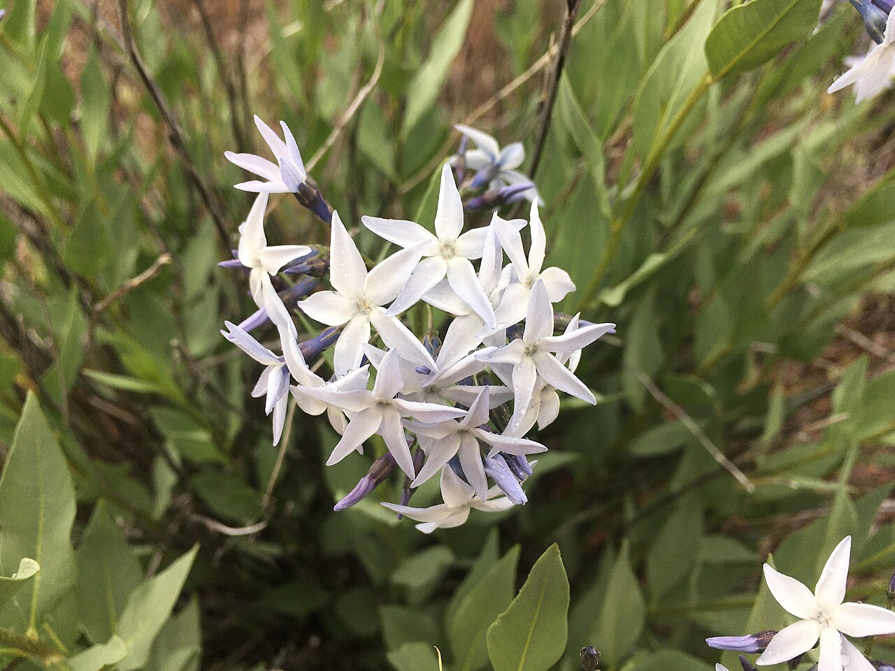Jones' bluestar: Amsonia jonesii flower photo by Shalana Gray Black Ridge Canyons Wilderness, Mesa County, Colorado, US