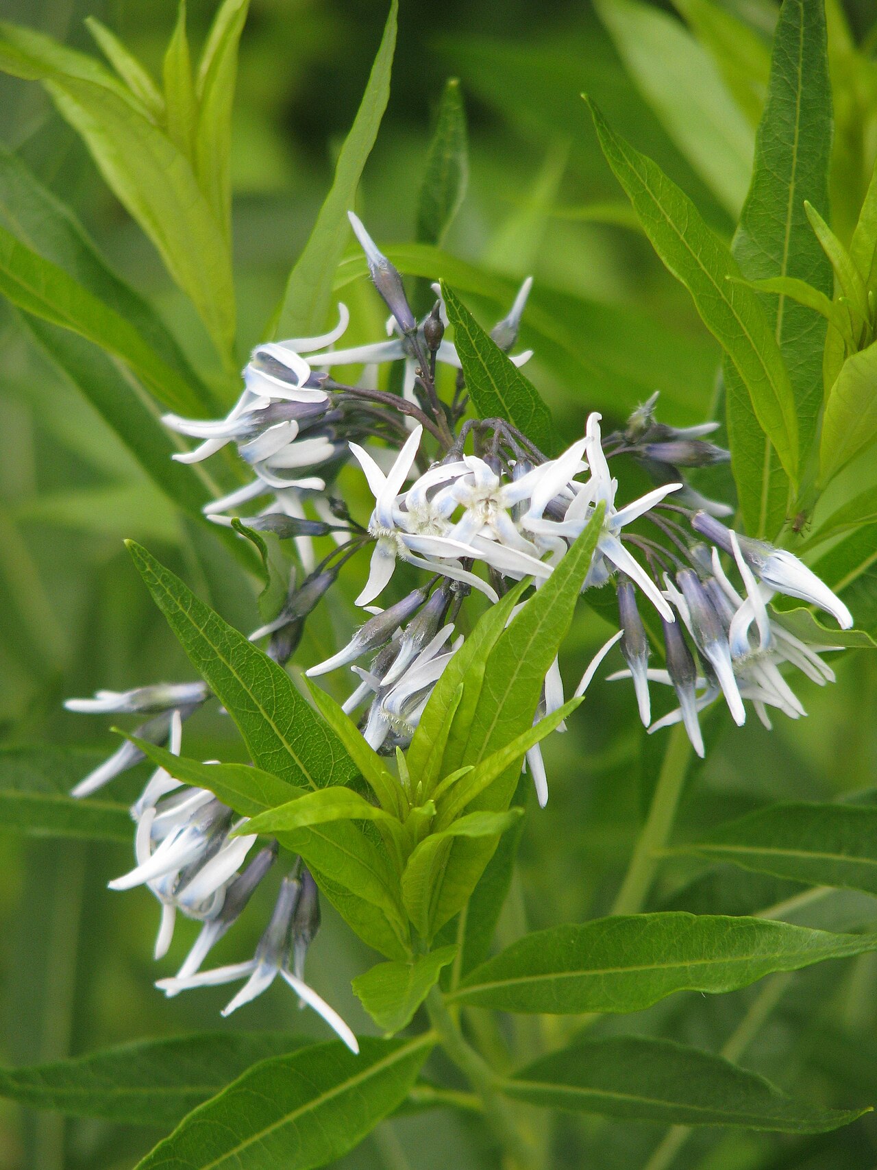 Jones' bluestar: Amsonia jonesii