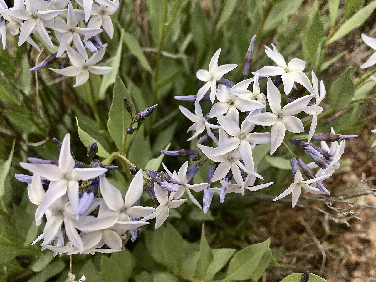 Jones' bluestar: Amsonia jonesii flower photo by Shalana Gray Black Ridge Canyons Wilderness, Mesa County, Colorado, US