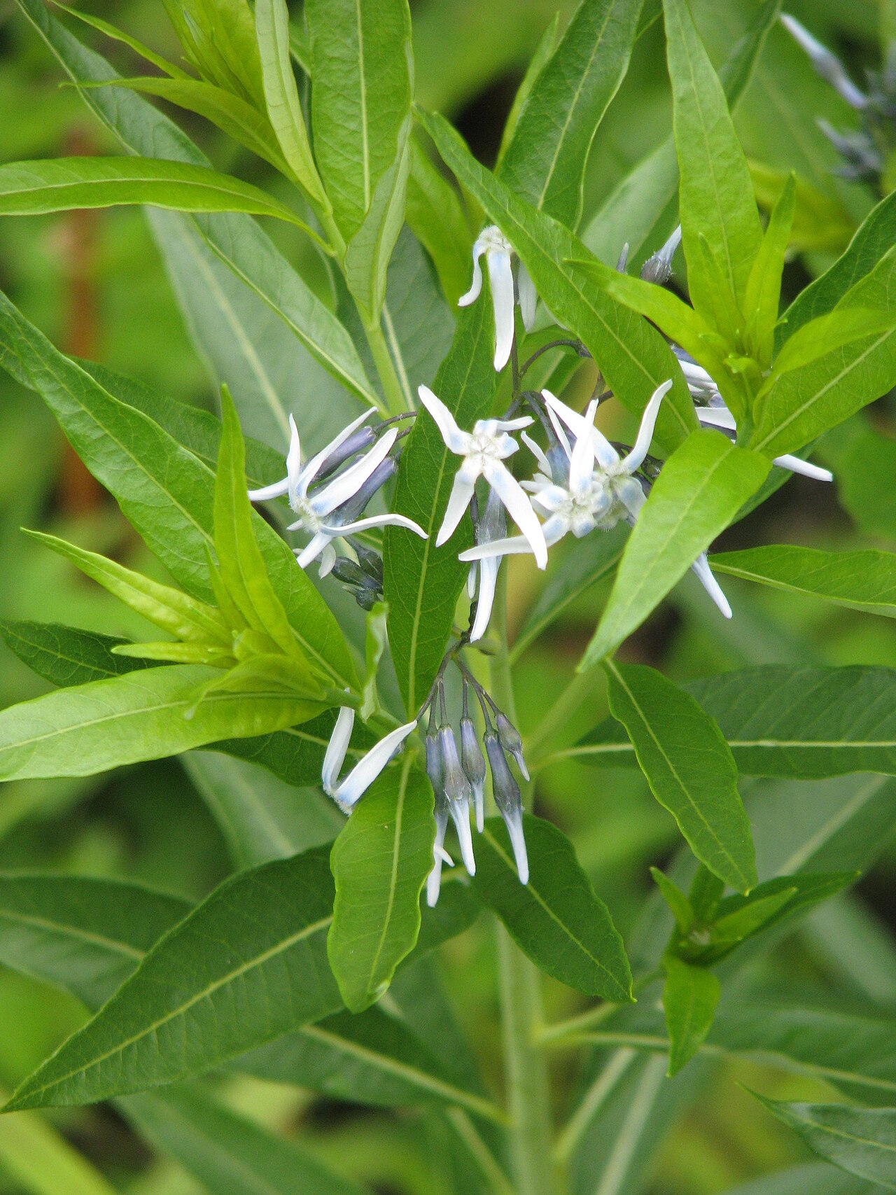 Jones' bluestar: Amsonia jonesii