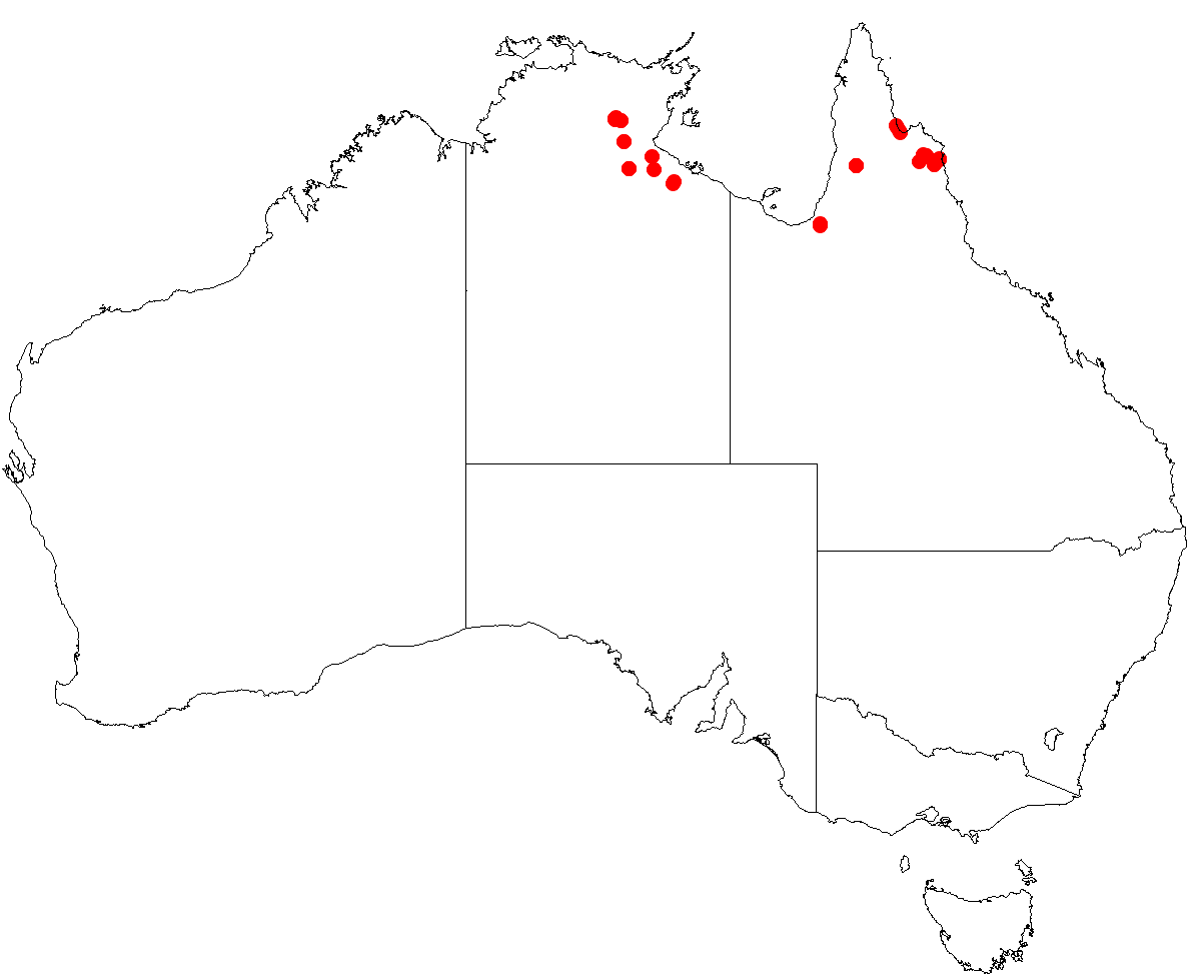 Amyema herbertiana: Australian distribution of Amyema herbertiana based on download from Australasian Virtual Herbarium May 9, 2018