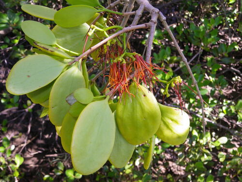 Amyema mackayensis (Amyema mackayensis)