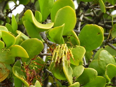 Amyema mackayensis (Amyema mackayensis)