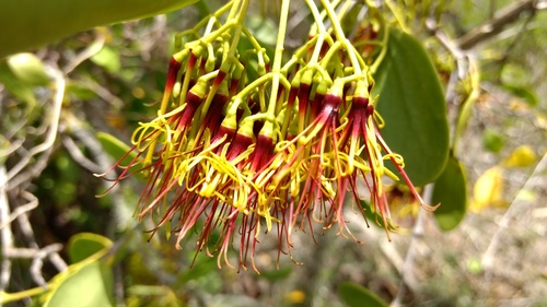 Amyema mackayensis (Amyema mackayensis)