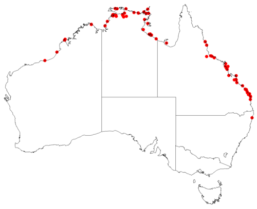 Amyema mackayensis: Australian distribution of Amyema villiflora based on download from Australasian Virtual Herbarium May 9, 2018