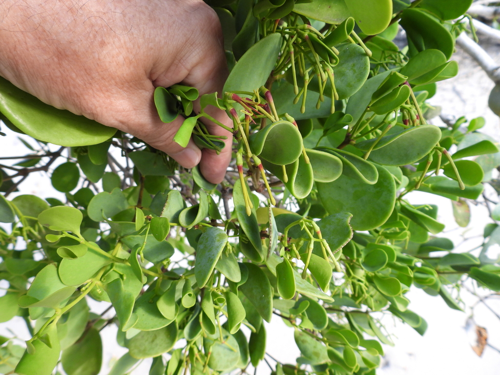 Amyema mackayensis (Amyema mackayensis)