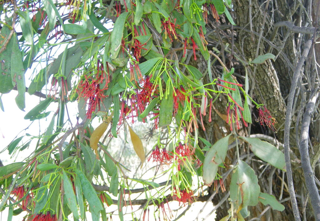 Amyema miraculosa (Amyema miraculosa)