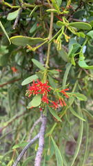 Amyema miraculosa (Amyema miraculosa)