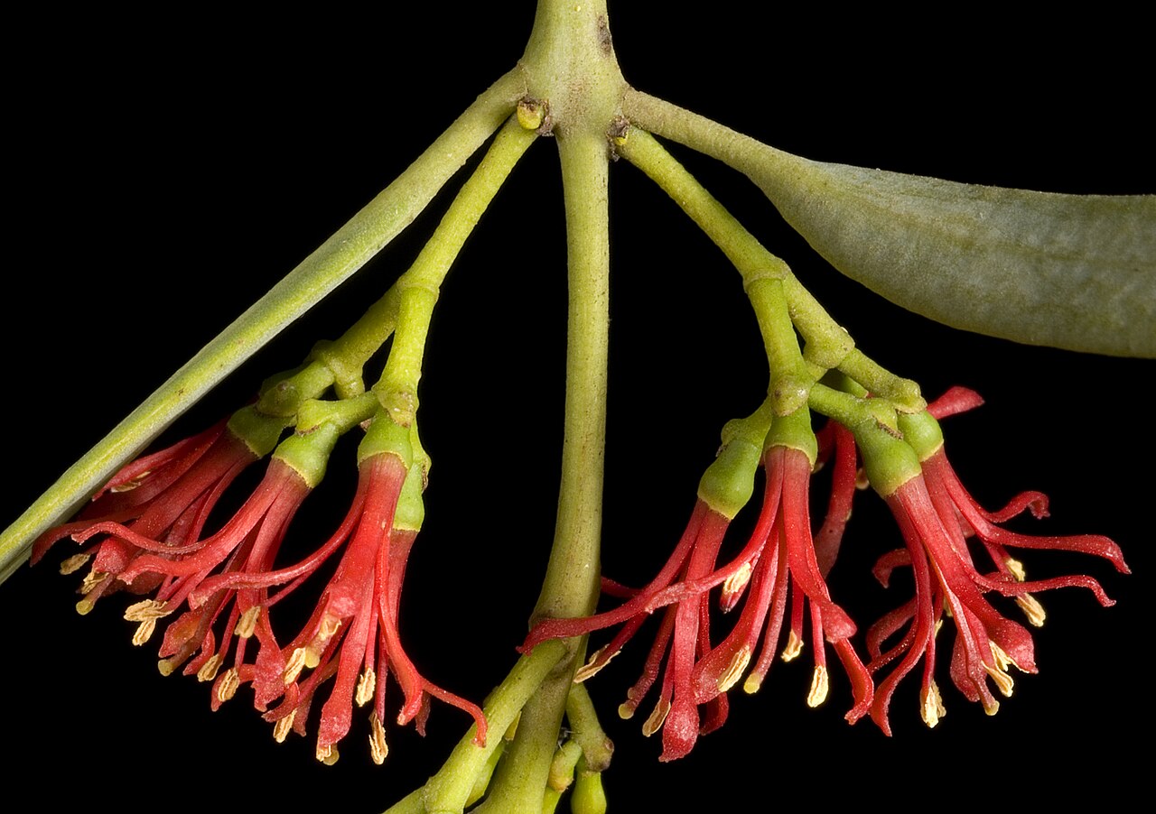 Amyema miraculosa: KRT3405