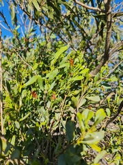 Amyema miraculosa (Amyema miraculosa)