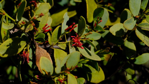 Amyema miraculosa (Amyema miraculosa)