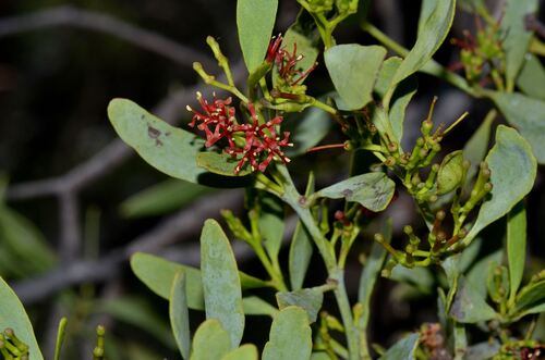 Amyema miraculosa (Amyema miraculosa)