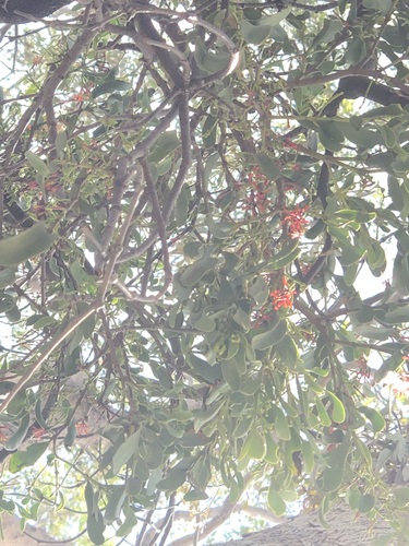 Amyema miraculosa (Amyema miraculosa)