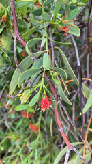 Amyema miraculosa (Amyema miraculosa)