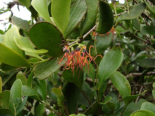 Amyema miraculosa: Mistletoe Amyema growing parasitic found in the tree of rainforest in Bunya Mountains NP. (Australia) Compare with photo in ANBG site <a href=" http://www.anbg.