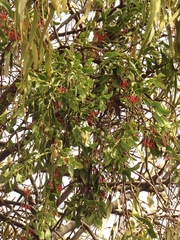 Amyema miraculosa (Amyema miraculosa)