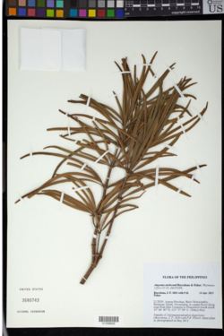 Amyema nickrentii: Amyema nickrentii collected in the Phillipines https://collectio...i=10958754&h=2000