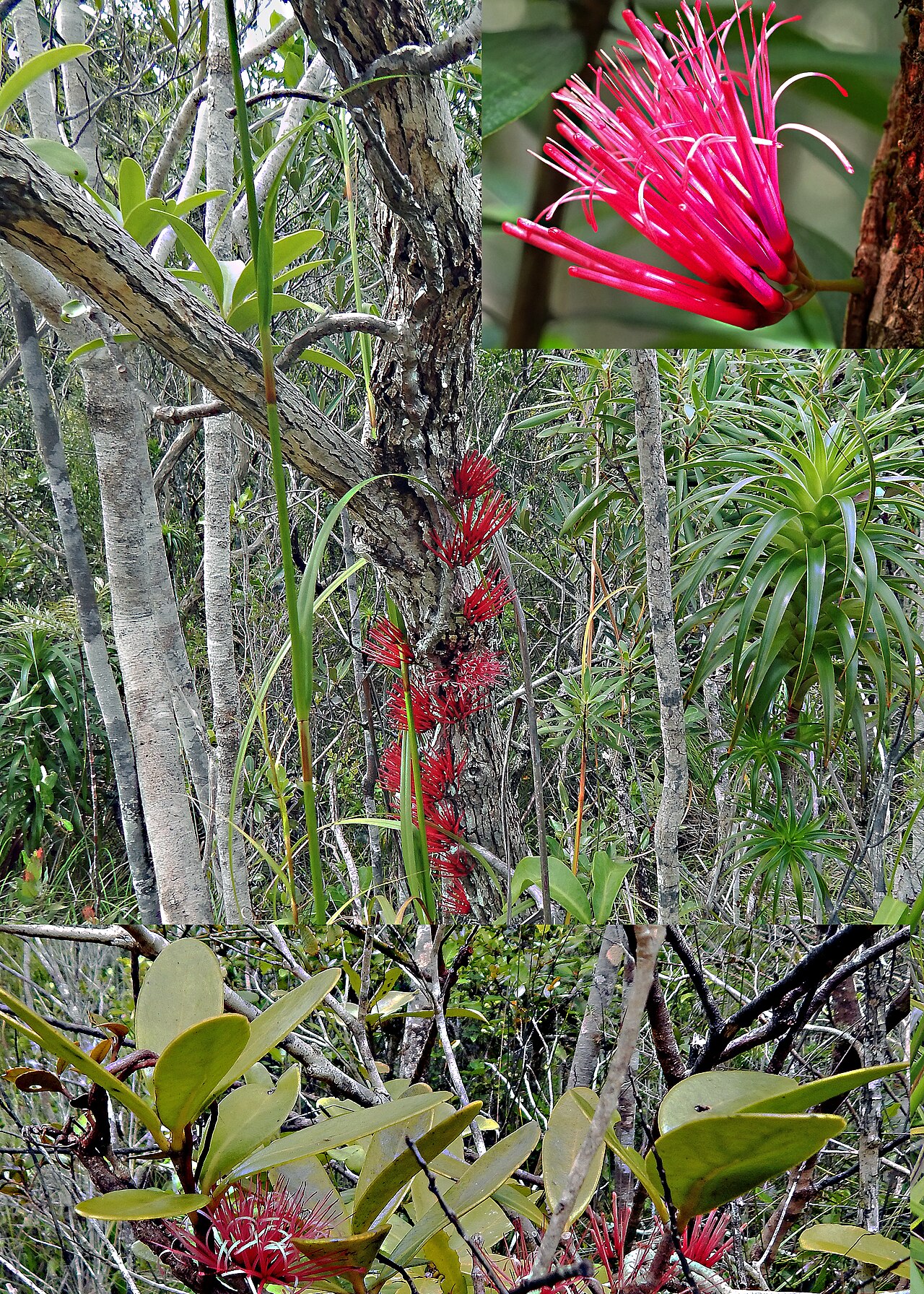 Amyema scandens: Mistletoe with insert leaves and flower