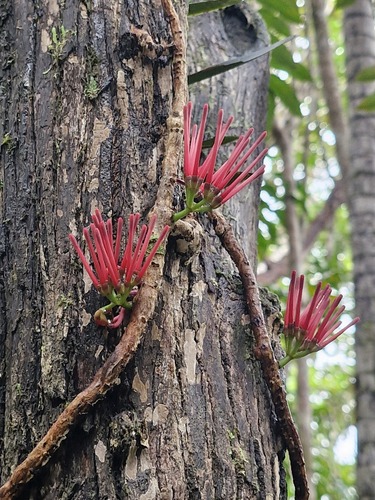 Amyema scandens (Amyema scandens)