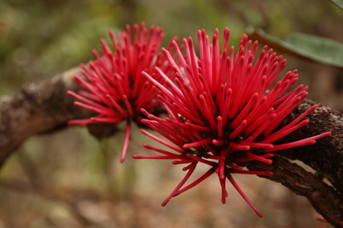 Amyema scandens (Amyema scandens)