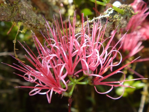 Amyema scandens (Amyema scandens)
