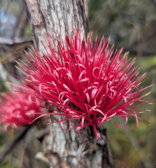 Amyema scandens (Amyema scandens)