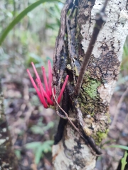 Amyema scandens (Amyema scandens)