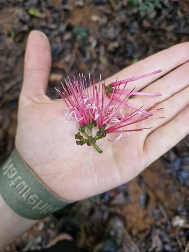 Amyema scandens (Amyema scandens)