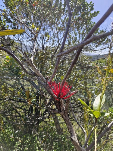 Amyema scandens (Amyema scandens)