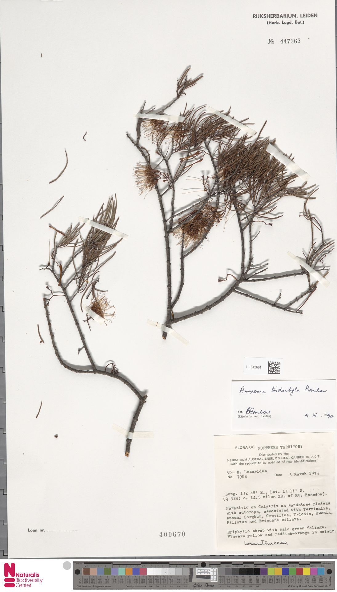 Amyema tridactylum: Amyema tridactyla, collected in NT, 1973-03-03, parasitic on calytrix on sandstone outcrops Identified Bryan Alwyn Barlow