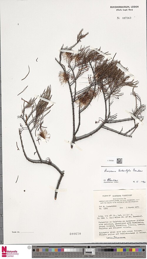 Amyema tridactylum: Amyema tridactyla, collected in NT, 1973-03-03, parasitic on calytrix on sandstone outcrops Identified Bryan Alwyn Barlow