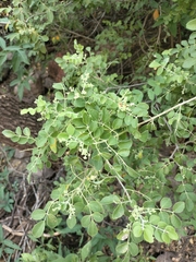 Amyris carterae (Amyris carterae)