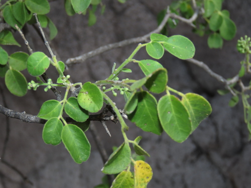 Amyris carterae (Amyris carterae)