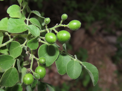 Amyris carterae (Amyris carterae)