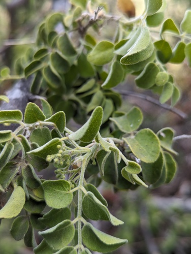 Amyris carterae (Amyris carterae)