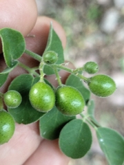 Amyris carterae (Amyris carterae)