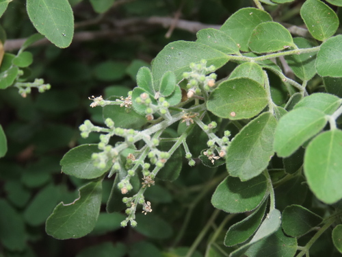 Amyris carterae (Amyris carterae)