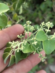 Amyris carterae (Amyris carterae)