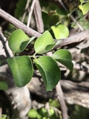 Amyris carterae (Amyris carterae)