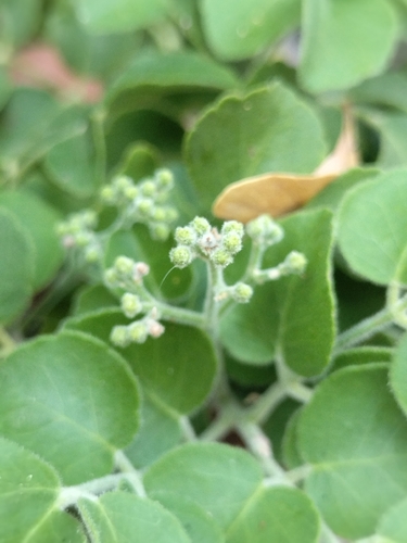 Amyris carterae (Amyris carterae)