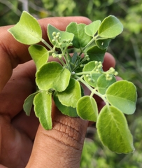 Amyris carterae (Amyris carterae)