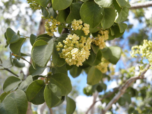 Amyris carterae (Amyris carterae)