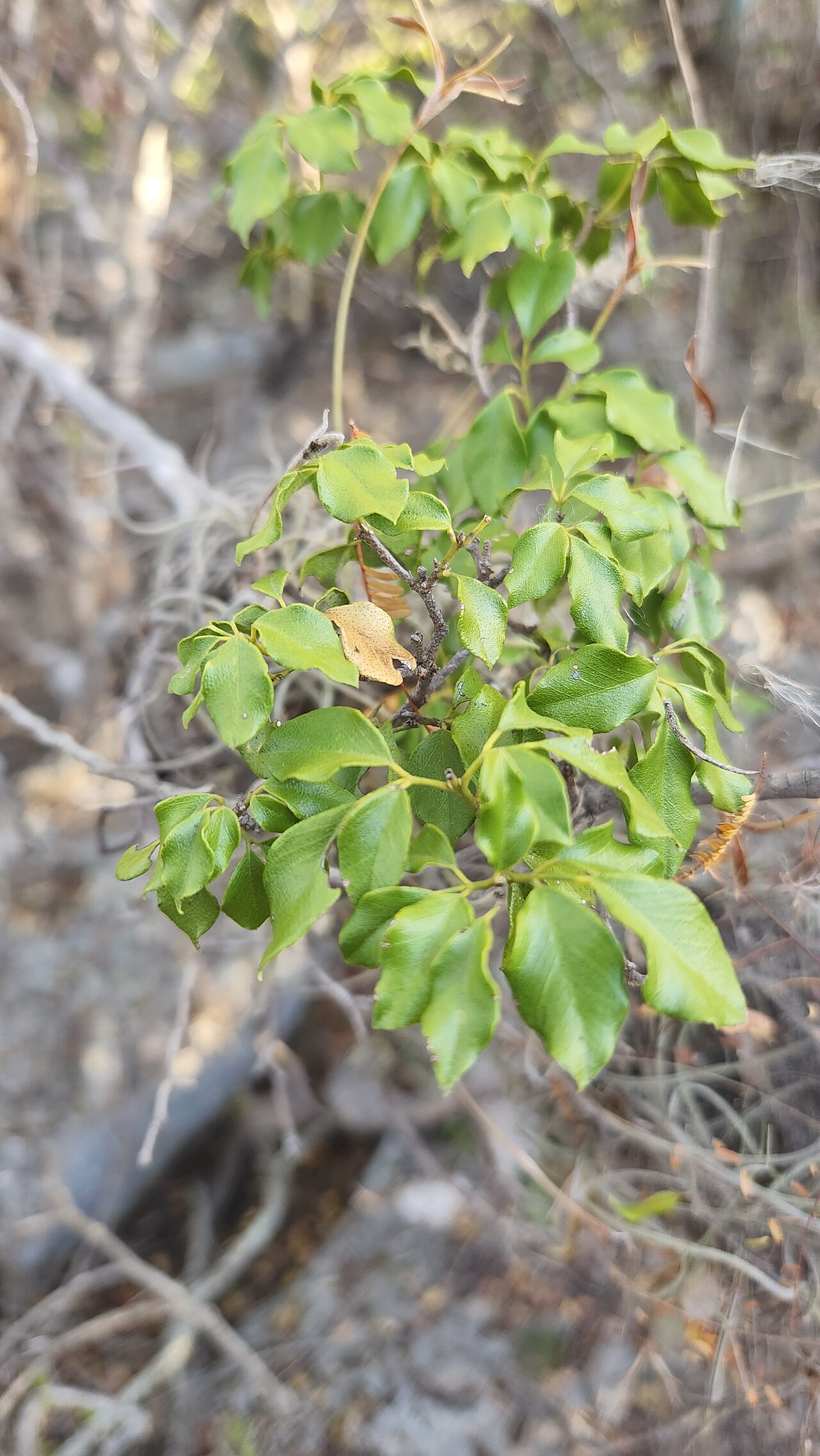 Hairy torchwood: Amyris diatrypa near Manuel Goya, Pedernales