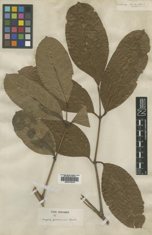 Amyris guianensis: Amyris guianensis Aubl. - herbier collecté par Aublet en Guyane, conservé au British Museum BM000798426