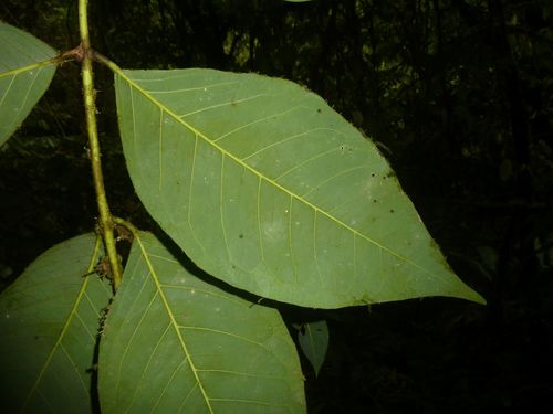 Amyris magnifolia (Amyris magnifolia)