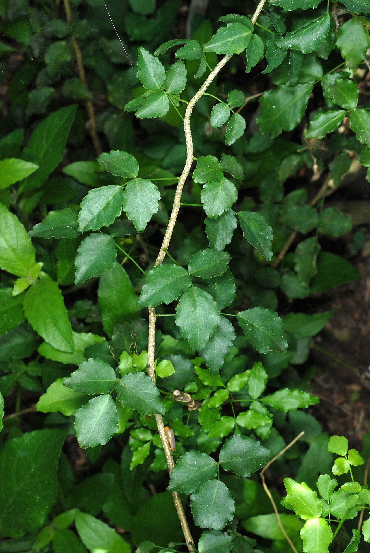 Texas torchwood: Amyris texana