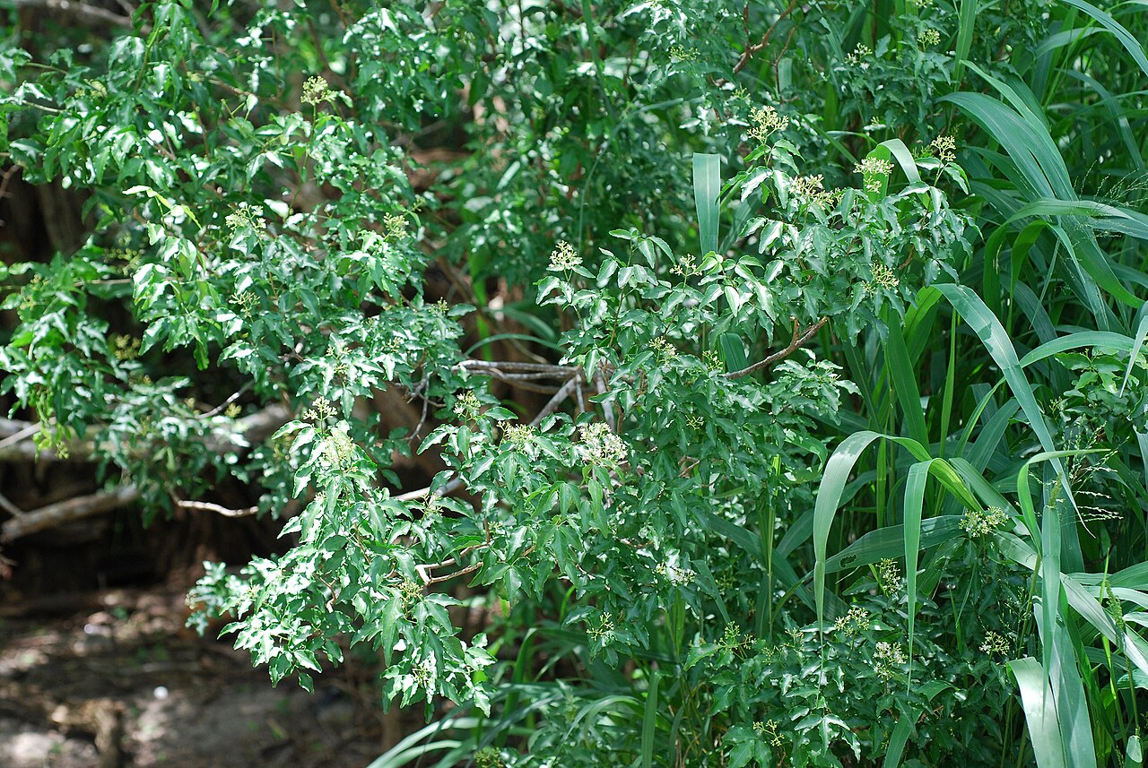 Texas torchwood: Amyris texana