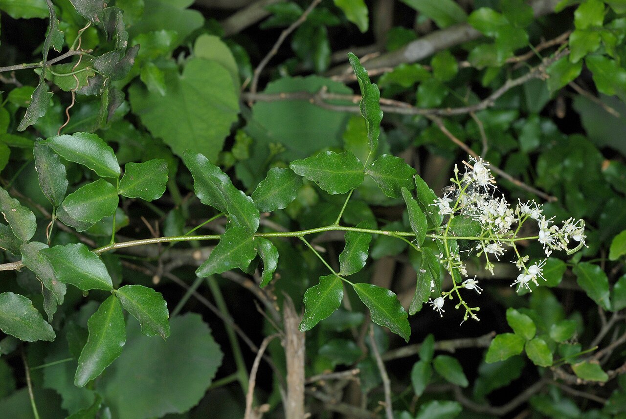 Texas torchwood: Texas torchwood (Amyris texana) observed in Hidalgo County, Texas. Photo by Douglas Goldman.